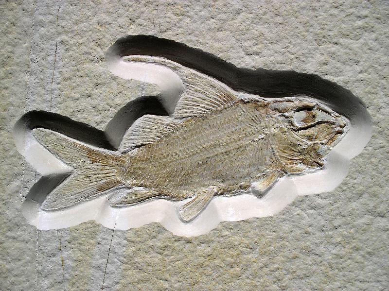 Propterus microstomus Bild &copy;